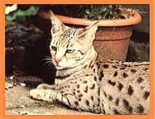 Kiwanga – die erste Savannah Katzenzucht Deutschlands