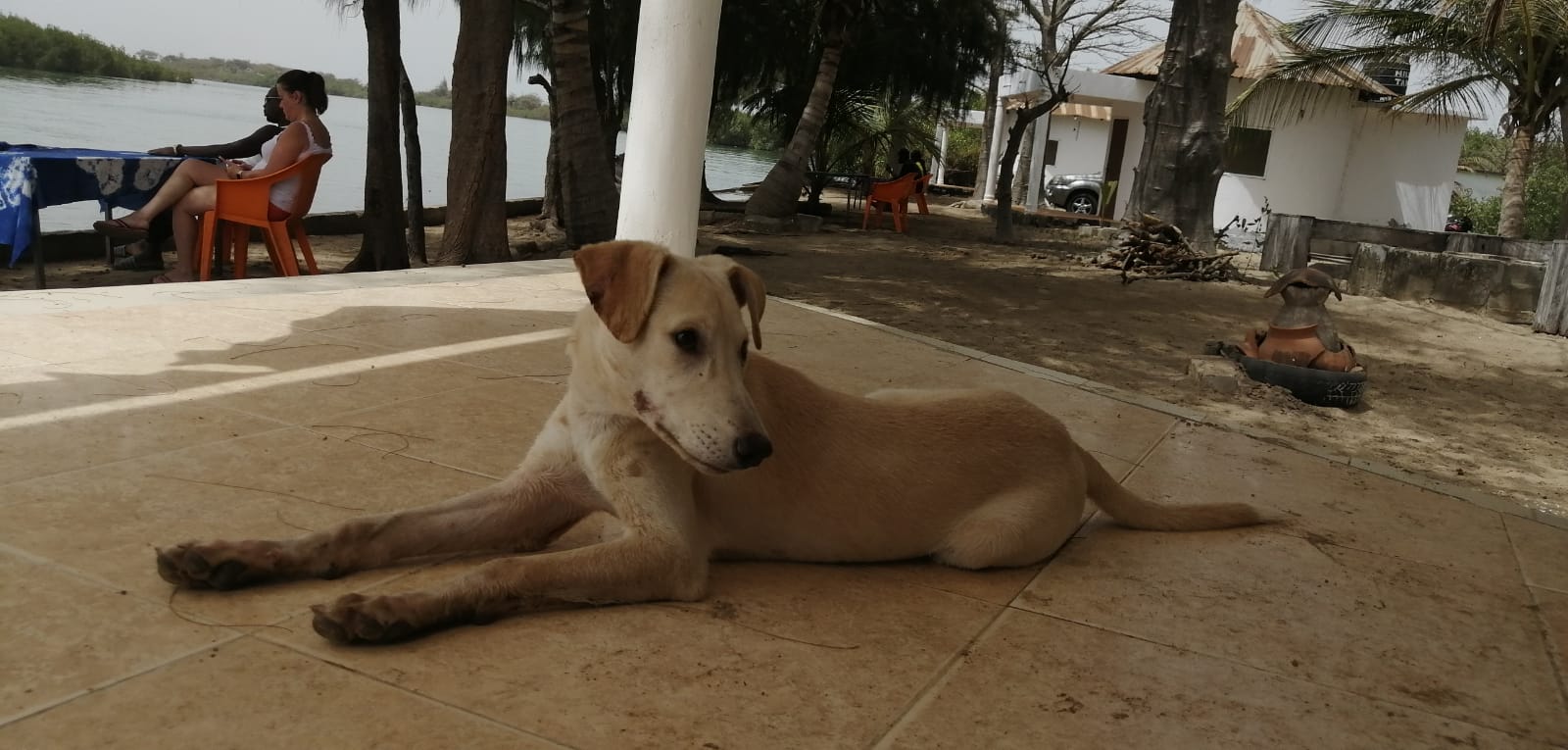 happydogStalariver - THE GAMBIA: IN THE RIVER DELTA OF THE IDYLLIC ALLAHEIN-RIVER AND DIRECTLY ON THE ATLANTIC, THE STALA ADVENTURE LODGE BECKONS WITH 'PETS ❤️-WELCOME'